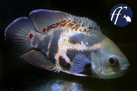 血紅豬魚|奧斯卡．花豬．地圖魚